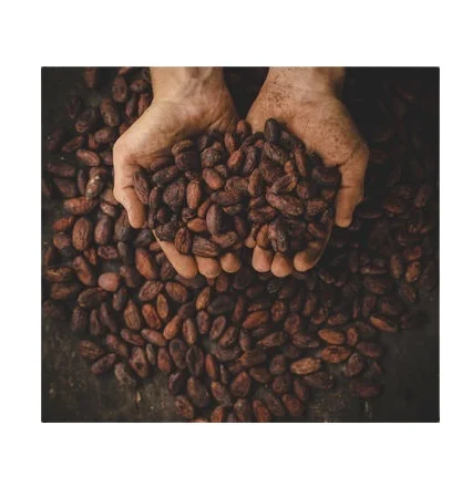 
Best quality Selling Roasted Cocoa Beans in Thailand, Available in bags and drums 