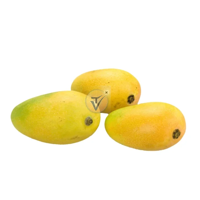 Best Price Kesar Mango exporter of Kesar Mango exporter Indian Kesar mango High Quality Kesar mango