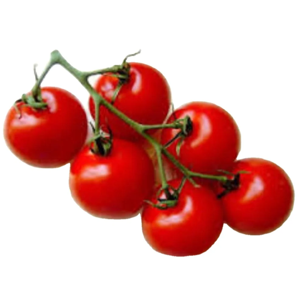 Round shape Tomato Roma VF   verity Tomato Roma VF   OP