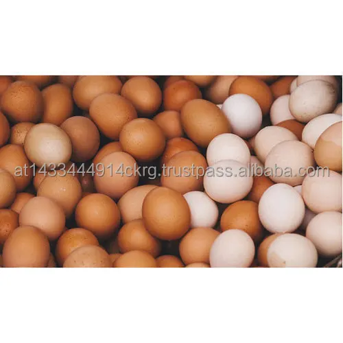 natural-hen-egg-500x500.jpg