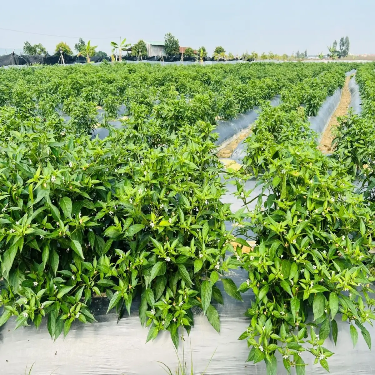 Natural Chilli Big Chili Pepper High quality Wholesale Dried Red Chili For Seasoning From Vietnam