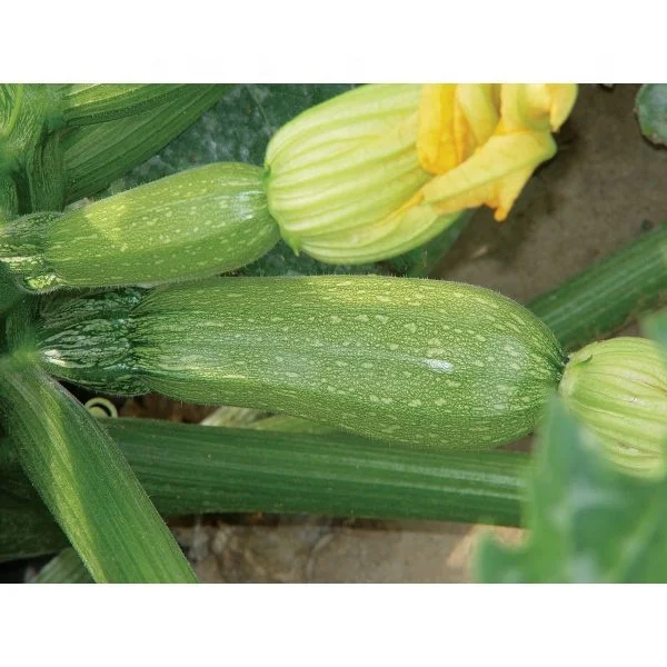 
Squash Hybrid King F1 Seeds 