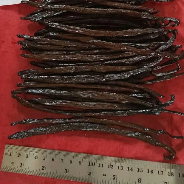 VANILLA BEANS PLANI PREMIUM QUALITY