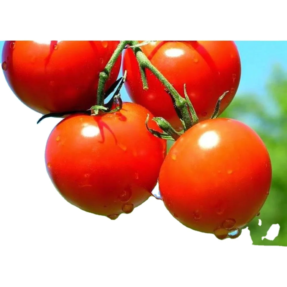 Round shape Tomato Roma VF   verity Tomato Roma VF   OP
