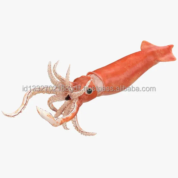Best Quality 100% Export Oriented Custom packaging  Wholesale Price Fresh Frozen Ilex Squid Export From Indonesia