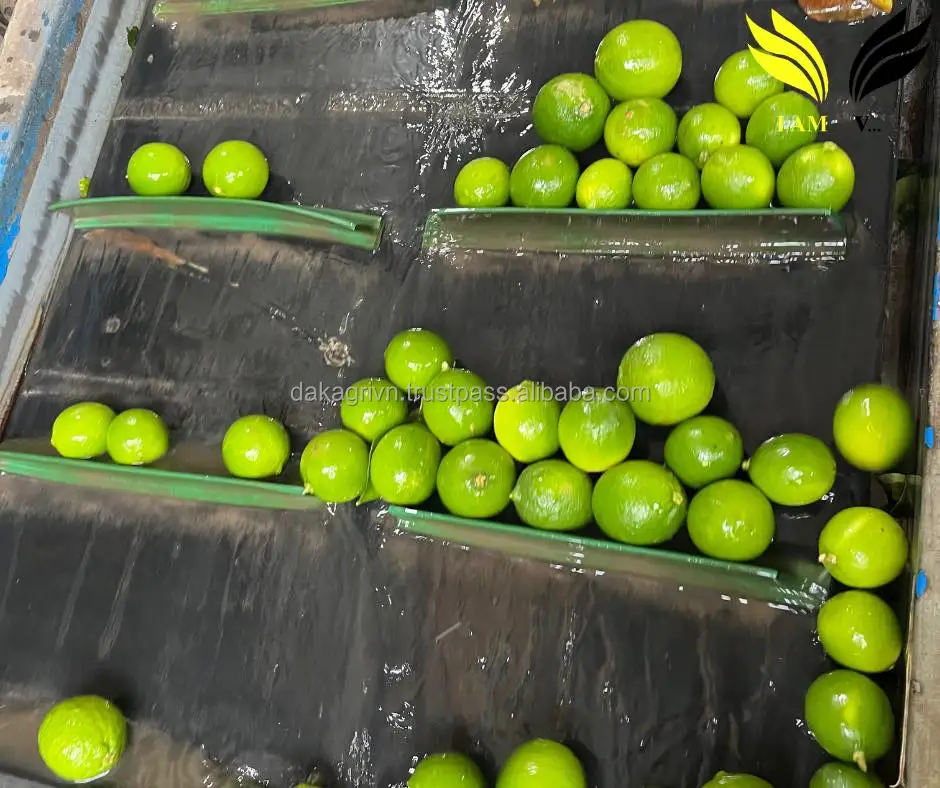 OEM 6.5KG High Quality 100% Fresh Lime Vietnam Common Food Fresh Citrus Fruit Lime With 4 Months Shelf Life