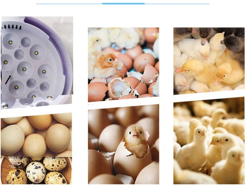 9 Egg Hatcher 110V 220V Broiler Automatic Mini Brooder Goose Duck Quail Pigeon Chicken Egg Hatching Machine