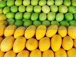 [Hot] Best sale Cat chu mangoes fresh fruit natural high quality exported from in Vietnam