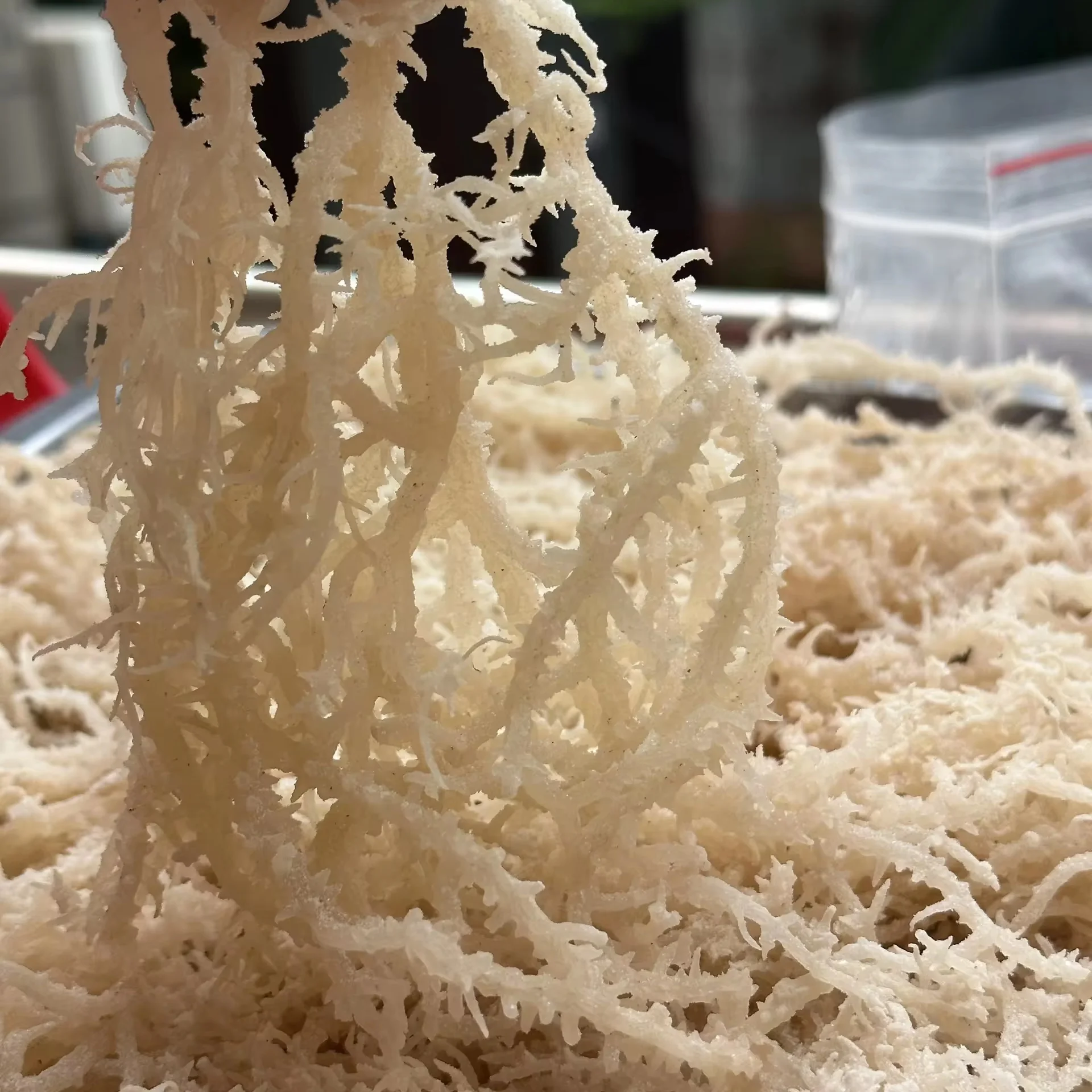 Wholesale Bulk Packing Dry Sea Moss Powder Extract OEM Bag Packaging Dried Seaweed Cottonii with Salt