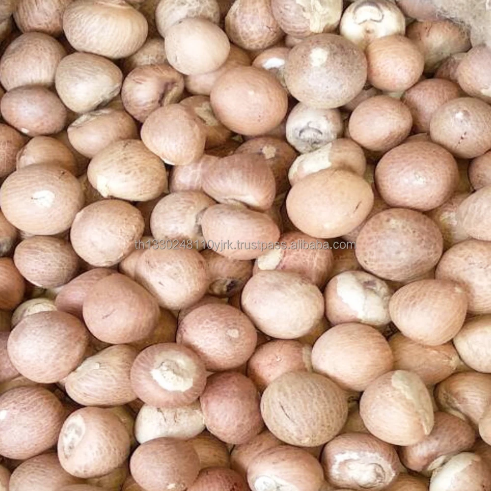 
Best Selling Export Quality Areca whole betel nut. 