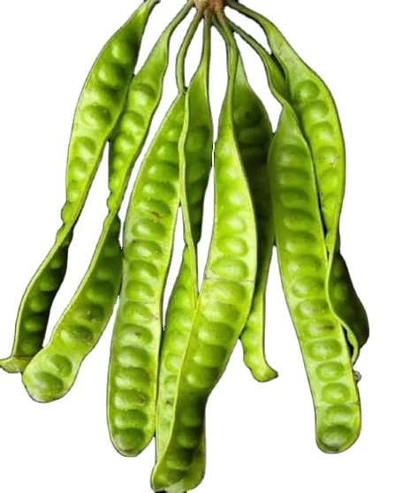 Fresh Vegetables from Southern of Thailand Best Quality Good for Health PeTai