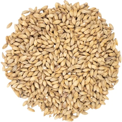 Good Quality Barley Animal Feed for Sale From India