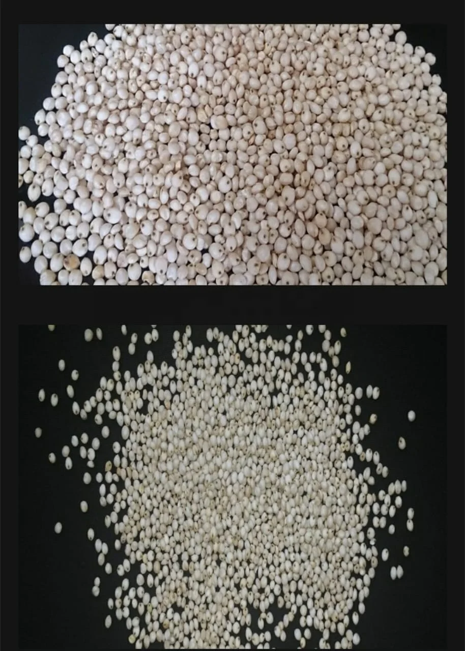 Machine Cleaned best quality Dried Sorghum Seeds