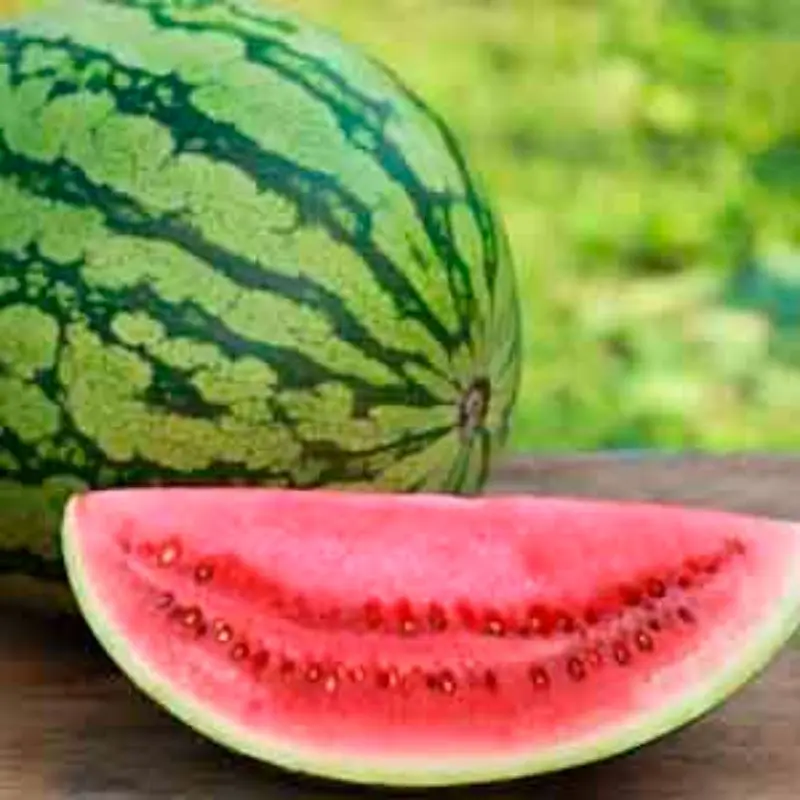 watermelon verity for fresh fruit export by sea / air