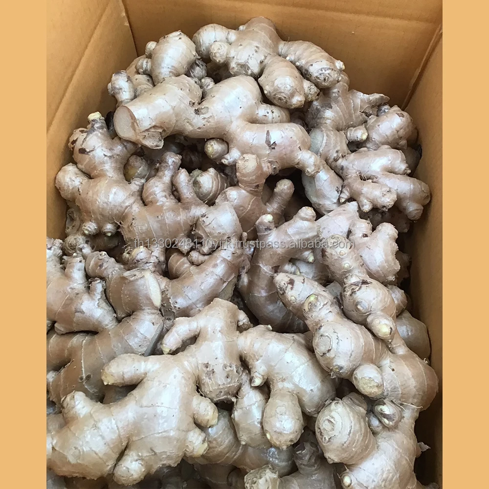 Best Export Quality Thailand Fresh Matured Gingers