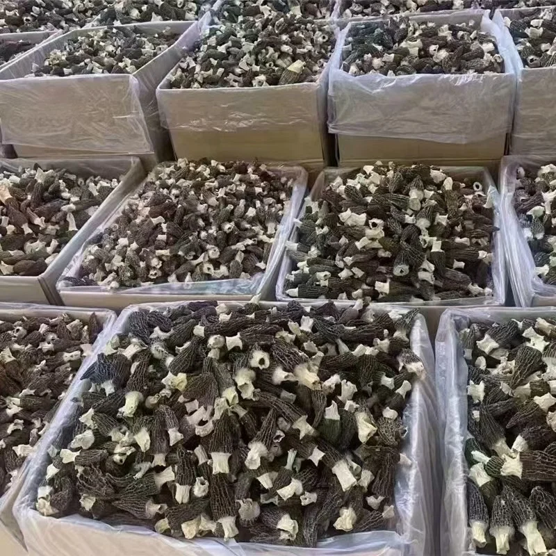 China preferential morels high quality cultivated wild morels organic dried morels