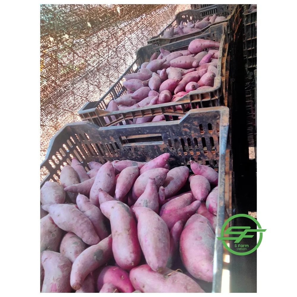 Factory price sweet potatoes organic vegetable origin Vietnam fresh sweet potato Purple color for export in bulk