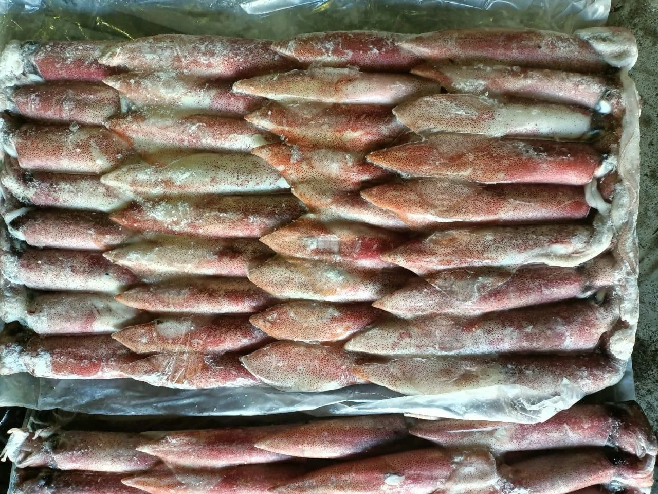 FROZEN INDONESIAN SQUID CHEAP FACTORY PRICE INDIAN SUPPLY