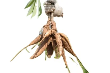 HOT SALE HIGH QUALITY WHITE CASSAVA STARCH PRODUCT OF VIETNAM