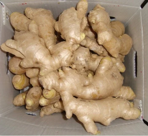 High Quality with Best Price - GINGER from Vietnam - Use Seasoning and spices