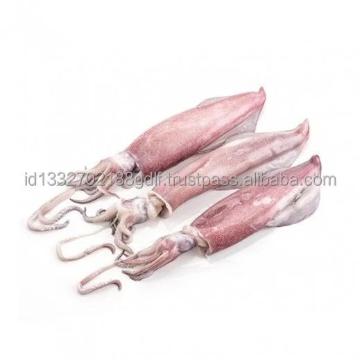 Direct Factory 100% Export Oriented Custom packaging Wholesale Price Fresh Frozen Ilex Squid Export From Indonesia