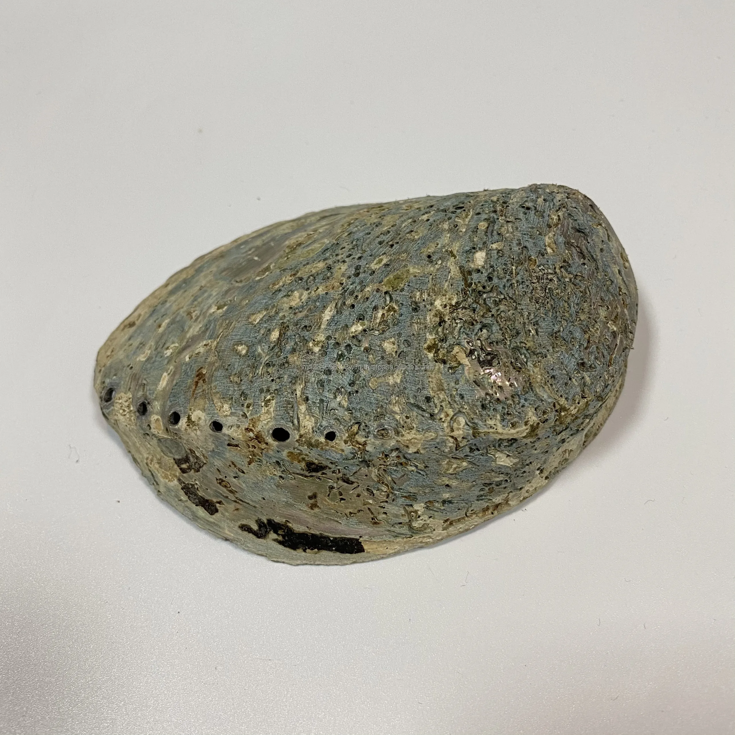 Raw Abalone Shell Art Polished Shell Vietnam Handmade Raw Abalone Decorative Shell Astray - OEM, ODM HJ ASH 001 130mm*50mm