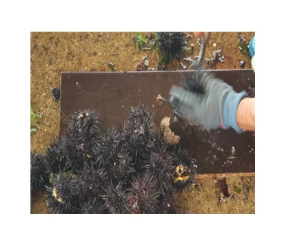 Натуральные морские икры, Корейская еда Omakase, лучшие ингредиенты для приготовления суши, морские водоросли, паста, рисовая лапша, свежий остров Чеджу