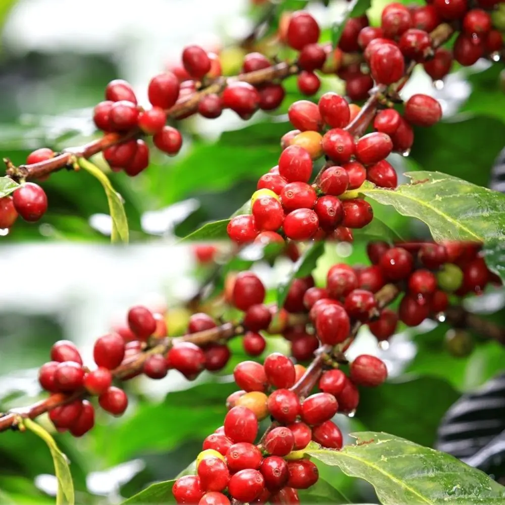 Jepara Coffee Bean 100% High Quality Guarantee Roasted Coffee Beans Indonesia, Best Price, best seller 2022