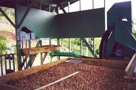 MACADAMIA - The Nut Is Famous For Its Distinctive Greasy Taste (Jennie Vdelta)