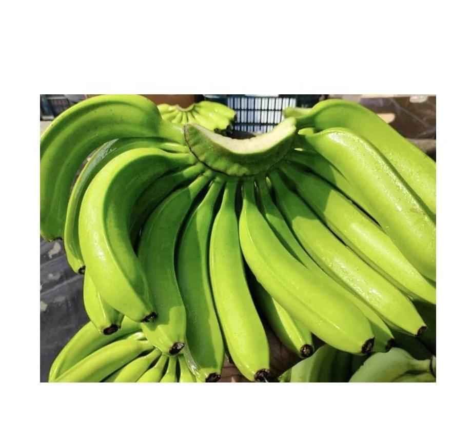 Vietnamese Green Cavendish Banana / Fresh bananas fruit vegetables/ Agriculture from Vietnam