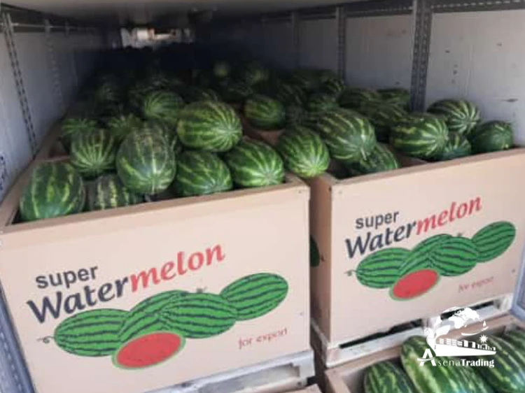 Exporter hot sale Fresh sweet watermelon wholesale watermelon fruit sweet and juicy seedless watermelon