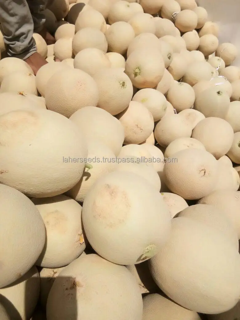 
2021 NEW HYBRID MUSK MELON ROCK MELON SEEDS HIGH QUALITY 