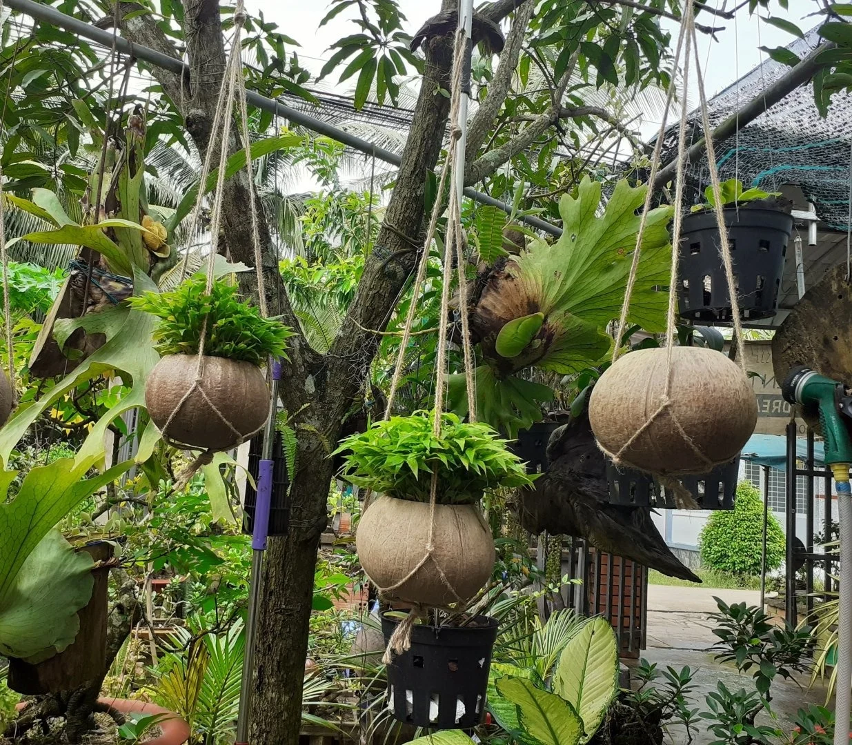 High quality Eco-friendly Coconut Shell Pot Flower Pot Vietnam Export Products