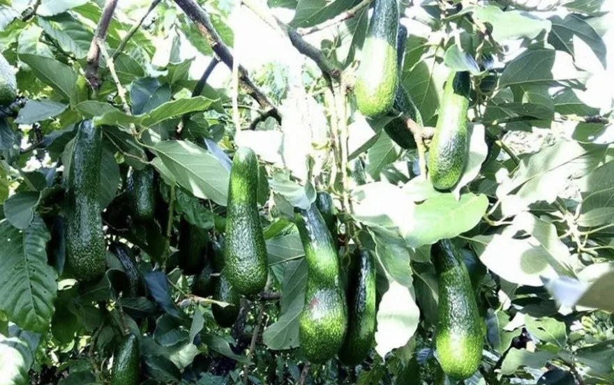 High quality cheap price fresh Avocado From Vietnam for good health packing customer label and barcode