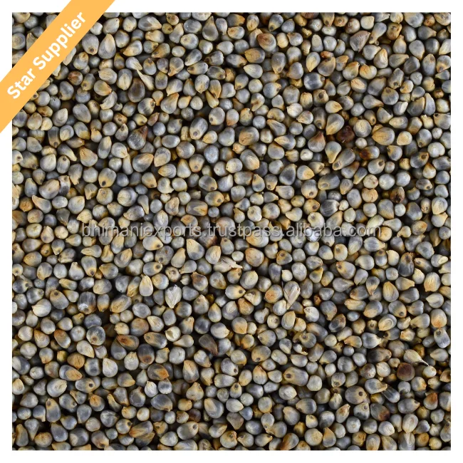 Зеленое просо/Bajra Agri Products индийский экспортер для потребления человеческих
