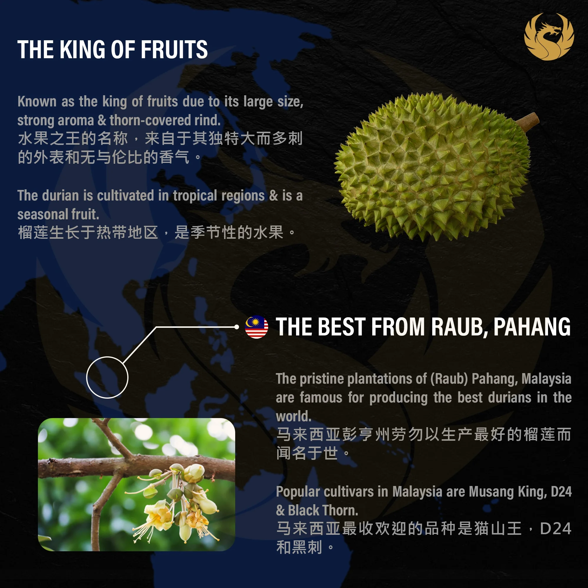 Premium Frozen Durian D24 from Raub Pahang Malaysia (Durian Paste Seedless)