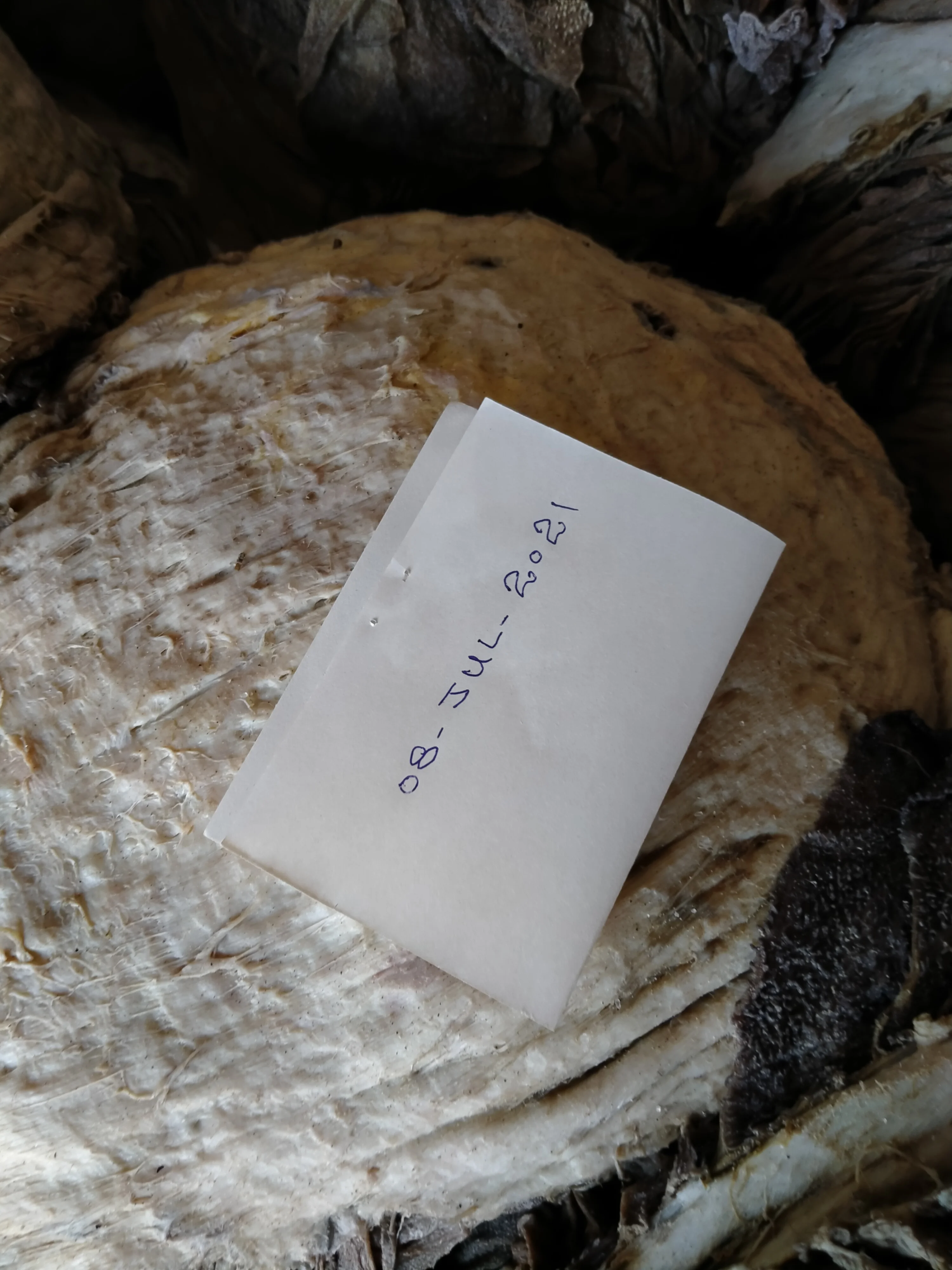 Оптовая продажа, соленая бычья говядина Omasum класса А, соленая сухая говядина Omasum