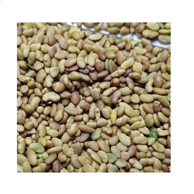 Top Quality Kohenoor A1 Alfalfa Seed