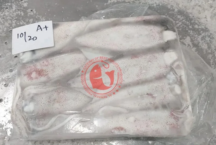 Whole Frozen Loligo Squid in Bulk Pakistani Origin Frozen Loligo Squid High Quality Whole Loligo Squid
