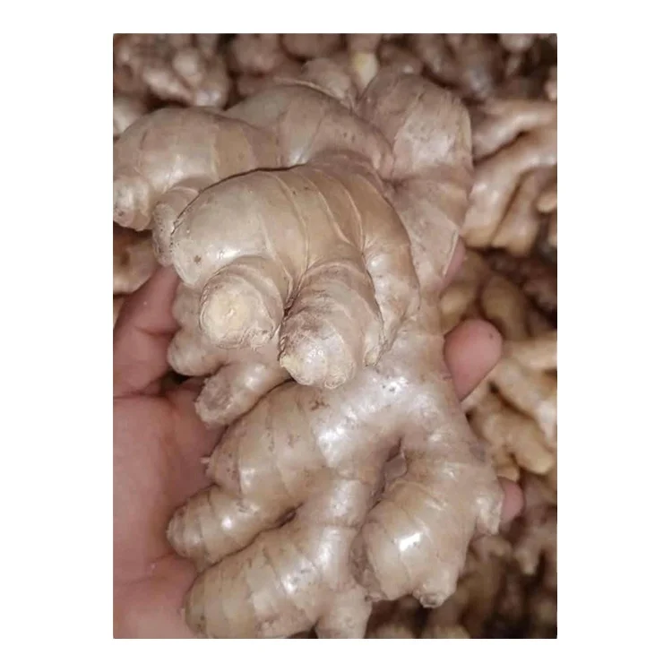 Manufacturing New Stock Arrival 100% Natural Whole Fresh Ginger Vegetables with Custom Logo for Best Global Buyers