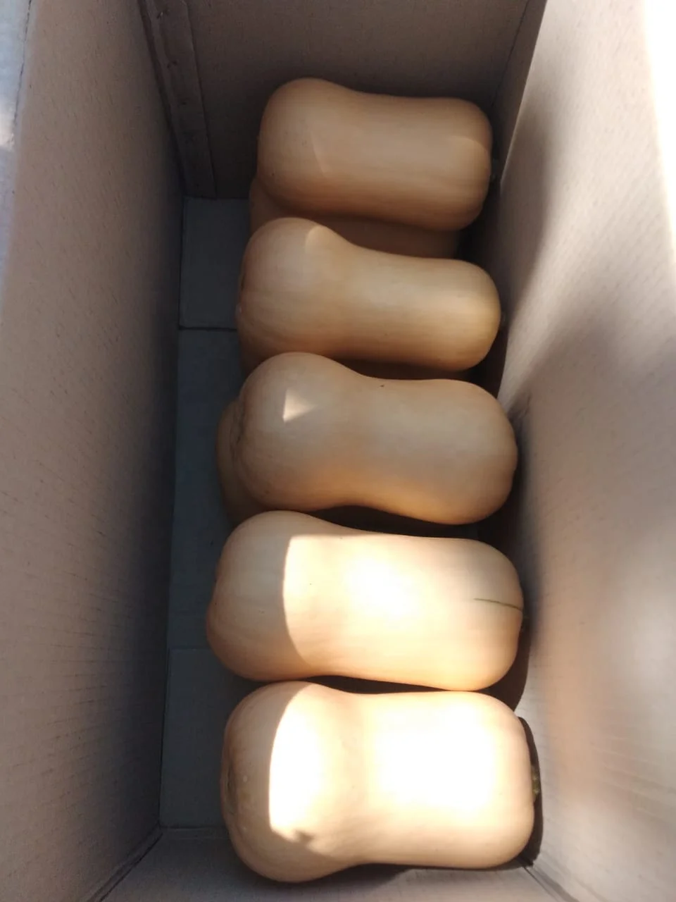 
Organic Fresh Butternut Export Quality 