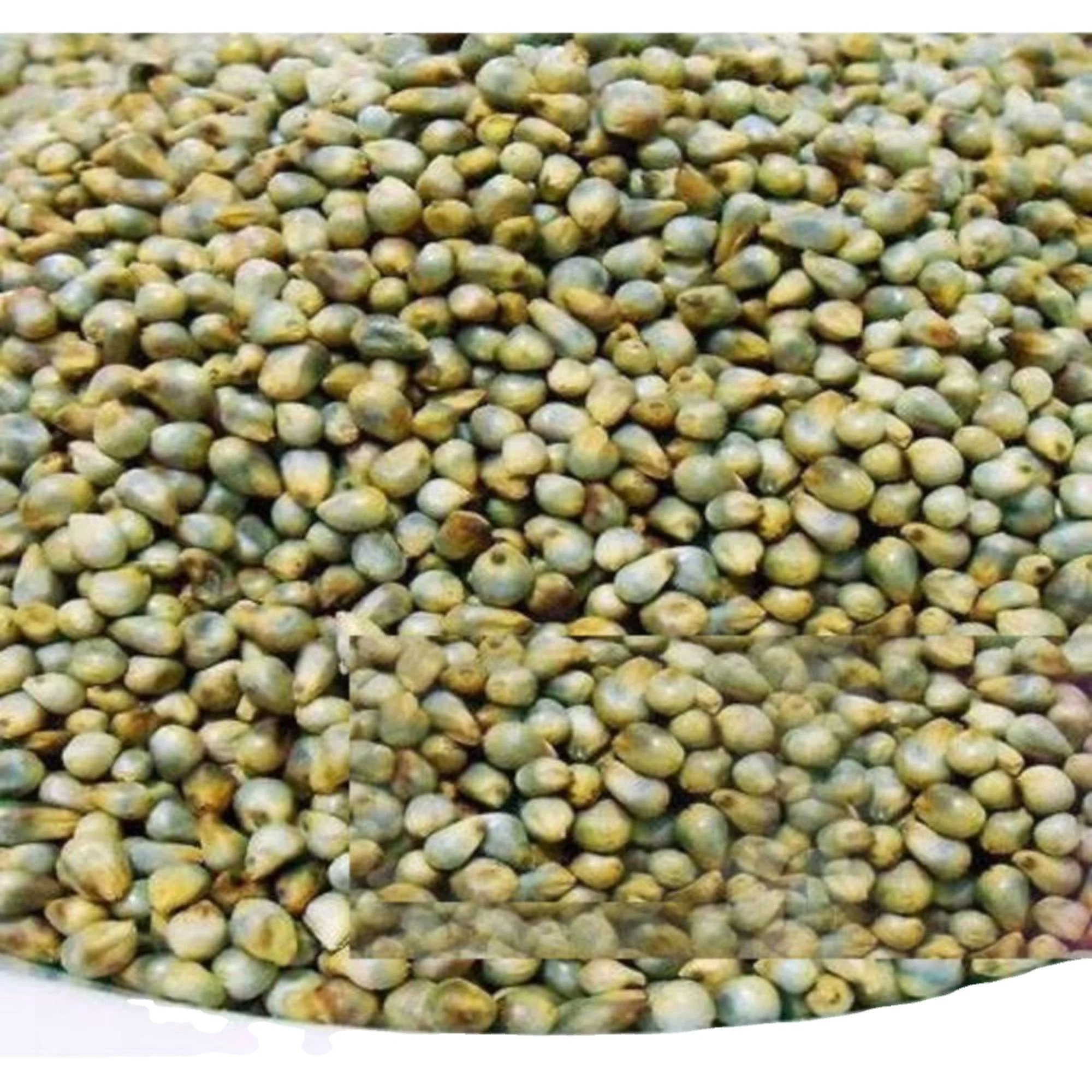Manufacturer of green millet / bajra / millet bajra for export