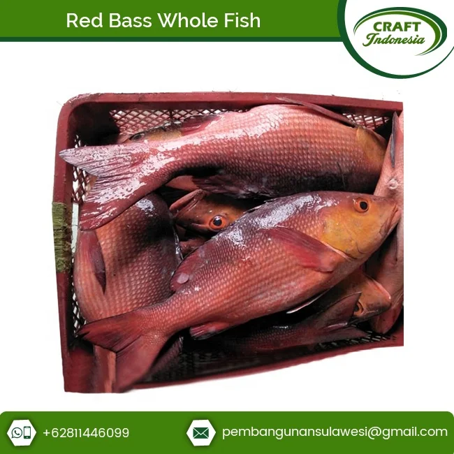 Direct Factory Supply Frozen Seafood Red Bass Fillet Fish at Great Price