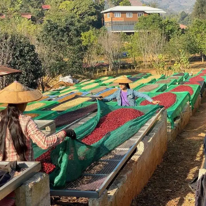 HANCOFFEE новые культуры Лучшая цена Арабика робуста зеленая фасоль необжаренная кофейная высокого качества