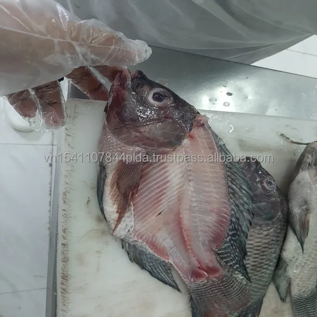 New Season Whole Round Frozen Black Tilapia