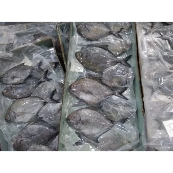 Black Pomfret fish stock available to export