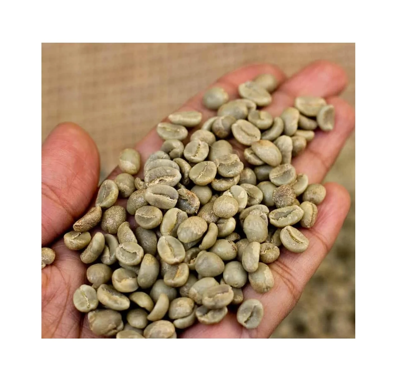 Premium ARABICA GREEN COFFEE product - Supplier of coffee beans to many countries