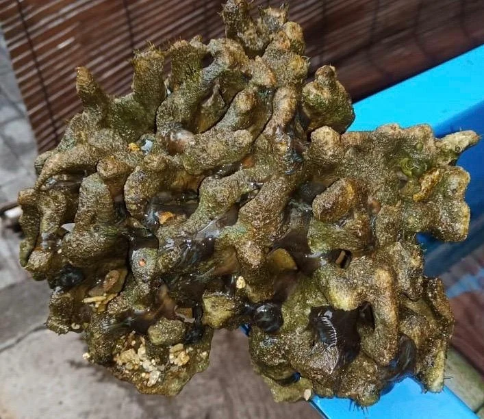 Wholesale Grade Aquarium Coral Ornament Fish Accessories Decorations Box Logo Tank Packing Feature Colorful