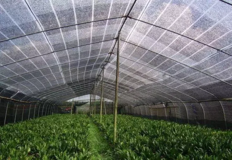 Black Shade Net Green House Net Agricultural Sun Shade Net Shade Net Greenhouse