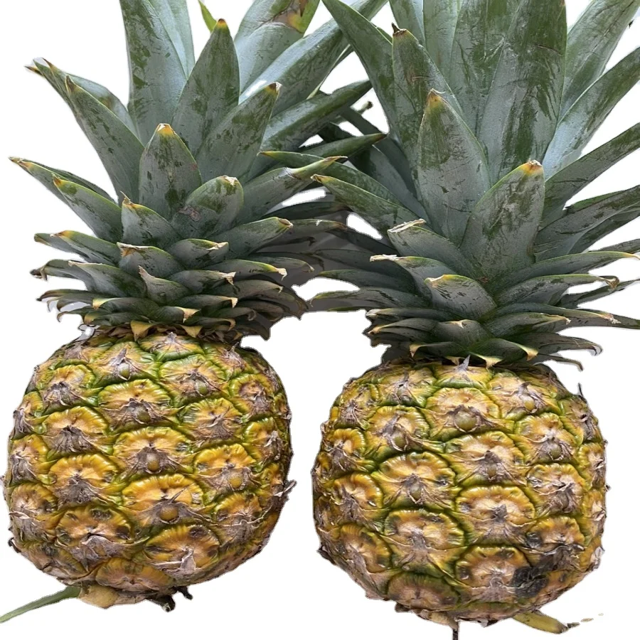 Красивый золотой цвет, сладкий вкус общего типа MD2, свежий ананас с привлекательным ароматом